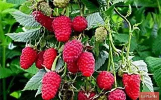 ТЕНЬКОВСКАЯ РАННЯЯ