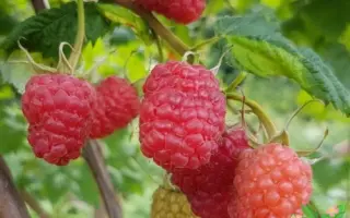 КОРАЛЛОВАЯ