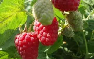 СЕЛЬСЕБИЛЬ