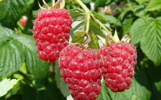 КРАСНЫЙ ДОЖДЬ