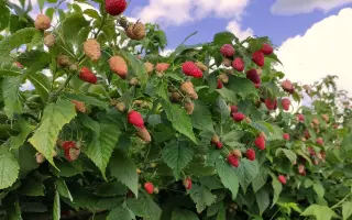 ИВАН КУПАЛА