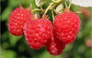 САМАРСКАЯ ПЛОТНАЯ