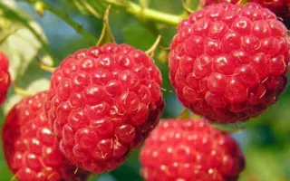 ДОЧЬ АМУРЧАНКИ