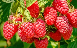 КОНЁК-ГОРБУНОК