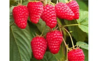 МЕДВЕЖОНОК