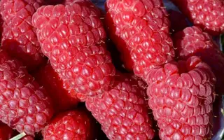 МАЛИНОВАЯ ГРЯДА