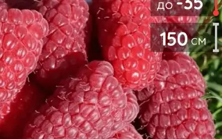 ПОХВАЛИНКА