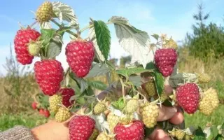 ПОДАРОК КАШИНУ