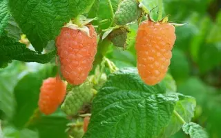 ОРАНЖЕВОЕ ЧУДО