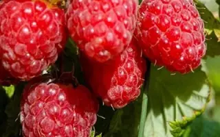 АЛАЯ РОССЫПЬ