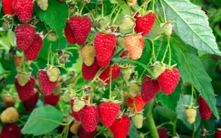 РУБИНОВОЕ ОЖЕРЕЛЬЕ