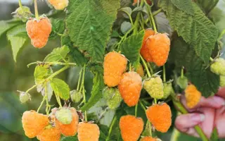 ЗОЛОТЫЕ КУПОЛА