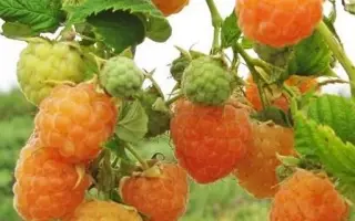 АБРИКОСОВАЯ