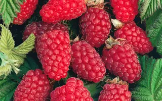 БАБЬЕ ЛЕТО 2