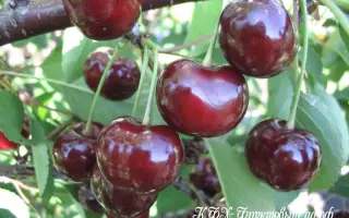 ПОДБЕЛЬСКАЯ