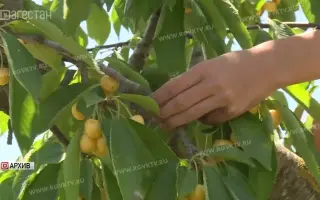 БЕЛЫЕ ЖУРАВЛИ