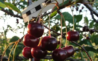 ШЕЛАНГОВСКАЯ