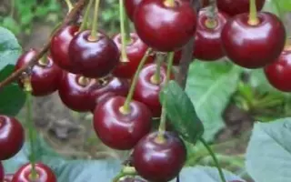 ЗАСТЕНЧИВАЯ