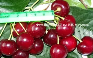 ВЕЧЕРНЯЯ ЗАРЯ