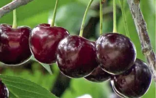 МОРЕЛЬ БРЯНСКАЯ