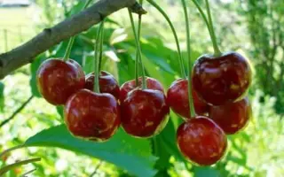 ШПАНКА БРЯНСКАЯ