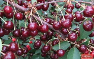 ТРОФИМОВСКАЯ