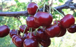 ЧЕРЕШНЕВАЯ