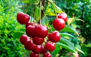 ВЕСНЯНЫ НАСПИВЫ