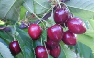 ПИКОВАЯ ДАМА