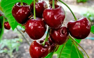 ПОДАРОК СТЕПАНОВУ