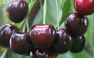 ЛЮБИМИЦА АСТАХОВА