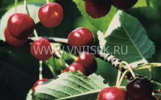 КРАСА ЖУКОВА