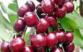 КОНТРАСТНАЯ