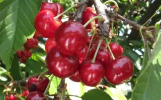 АЛЕКСАНДРИЯ