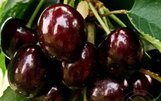 ОРЛОВСКАЯ ФЕЯ