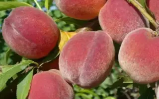 ФАВОРИТА МОРЕТТИНИ