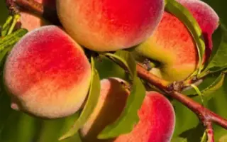 ЗОЛОТАЯ МОСКВА