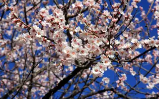 ФЕСТИВАЛЬНЫЙ