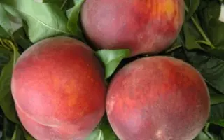 ДЕМЕРДЖИНСКИЙ