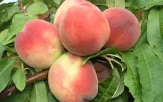 КРЫМСКИЙ ДИАМАНТ