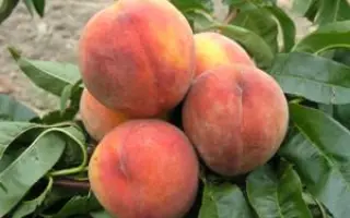 КАРНАВАЛЬНЫЙ