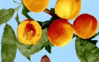 КАНДИДАТСКИЙ