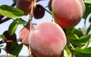 КРЫМСКАЯ ОСЕНЬ