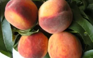 КРЫМСКИЙ ФЕЙЕРВЕРК