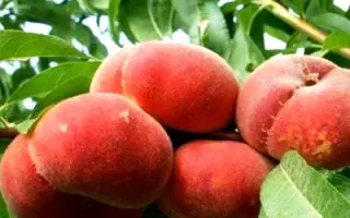 НИКИТСКИЙ ПОДАРОК