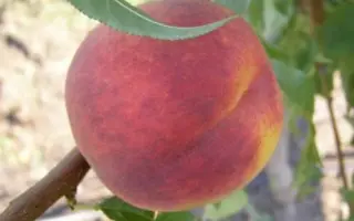 ОСВЕЖАЮЩИЙ