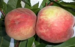 СОНАТА ТАВРИДЫ