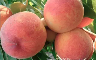 БЕЛОСНЕЖКА