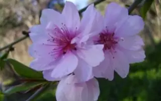 МАЛЕНЬКИЙ ПРИНЦ