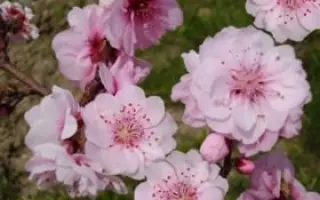 ФРЕЗИ ГРАНТ